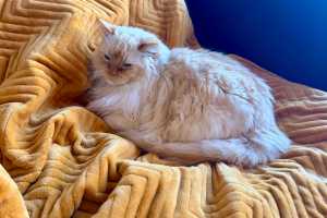 This cheap heating buy saves me money every day