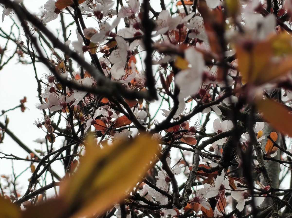 Nothing Phone 4a camera sample blossom 10x zoom