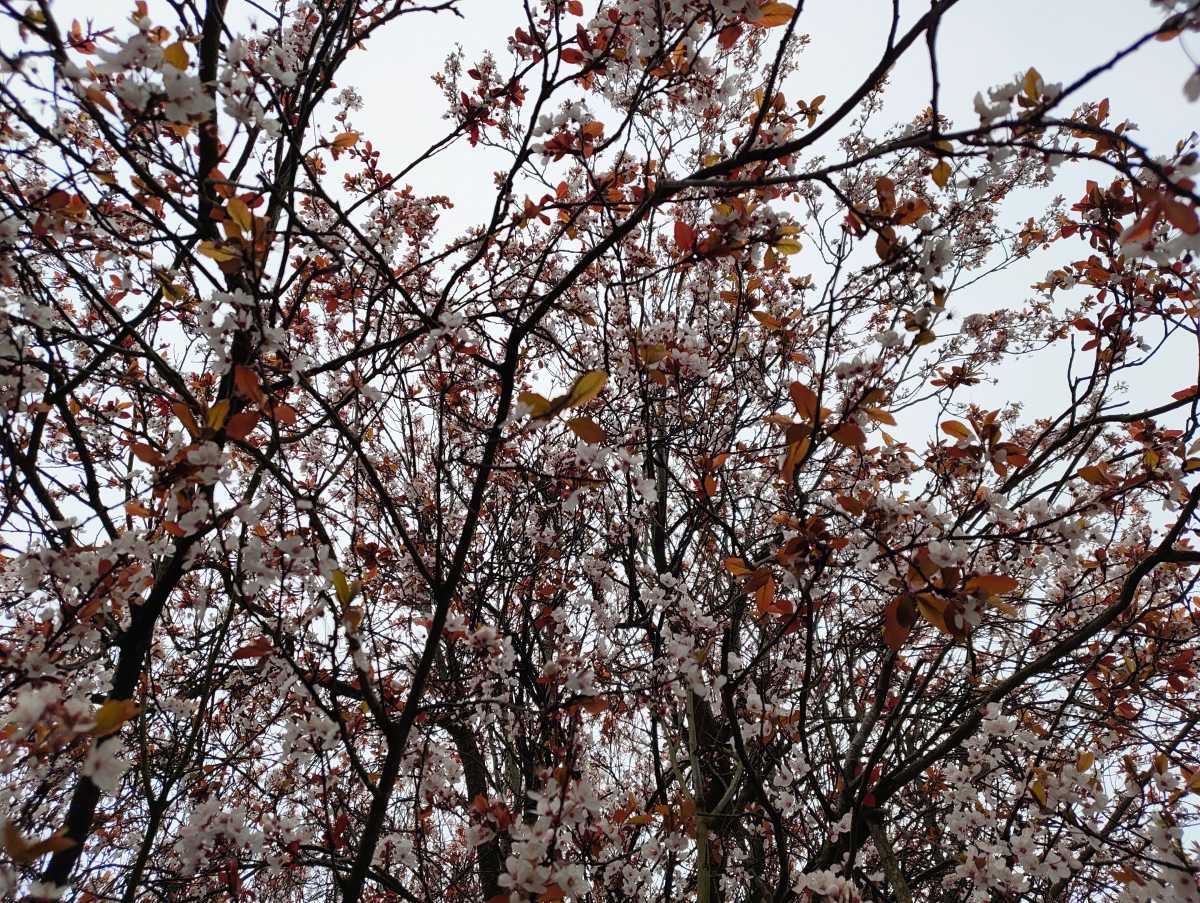 Nothing Phone 4a camera sample blossom 1x zoom