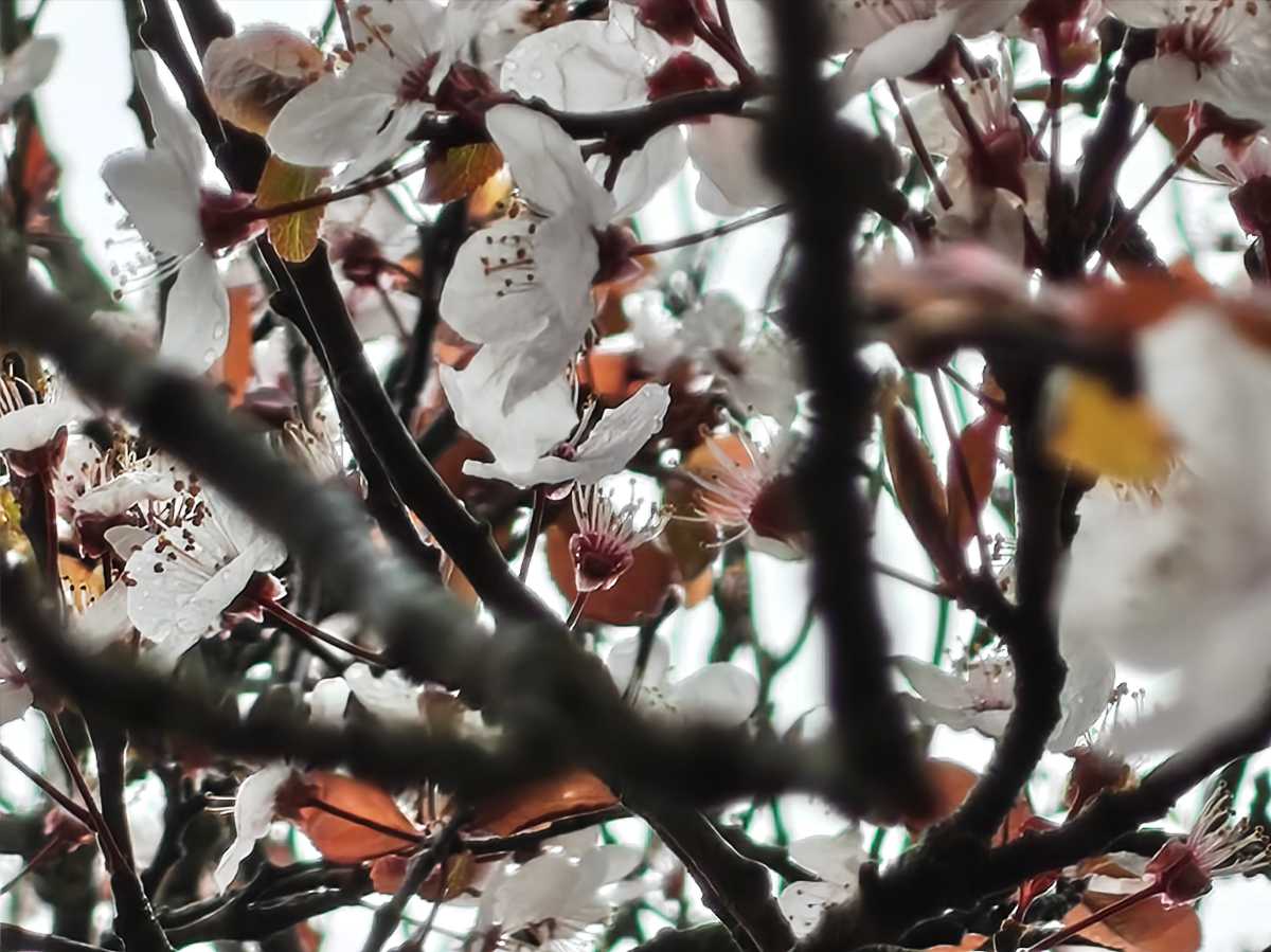 Nothing Phone 4a camera sample blossom 20x zoom