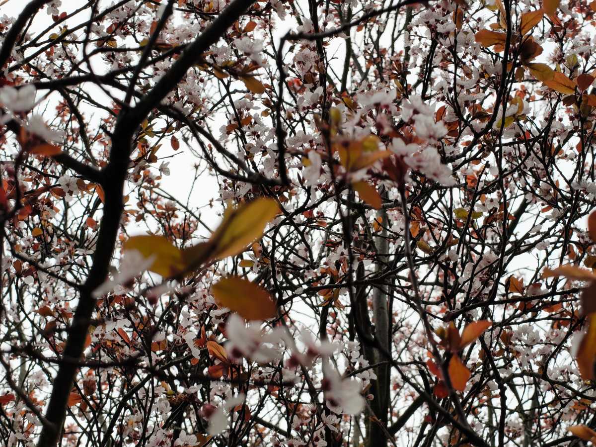 Nothing Phone 4a camera sample blossom 3 point 5x zoom