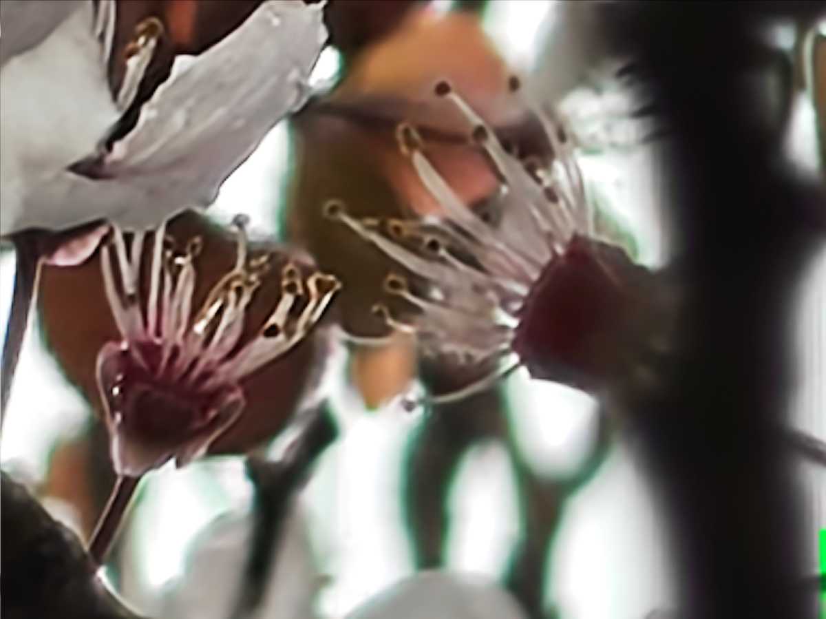 Nothing Phone 4a camera sample blossom 70x zoom