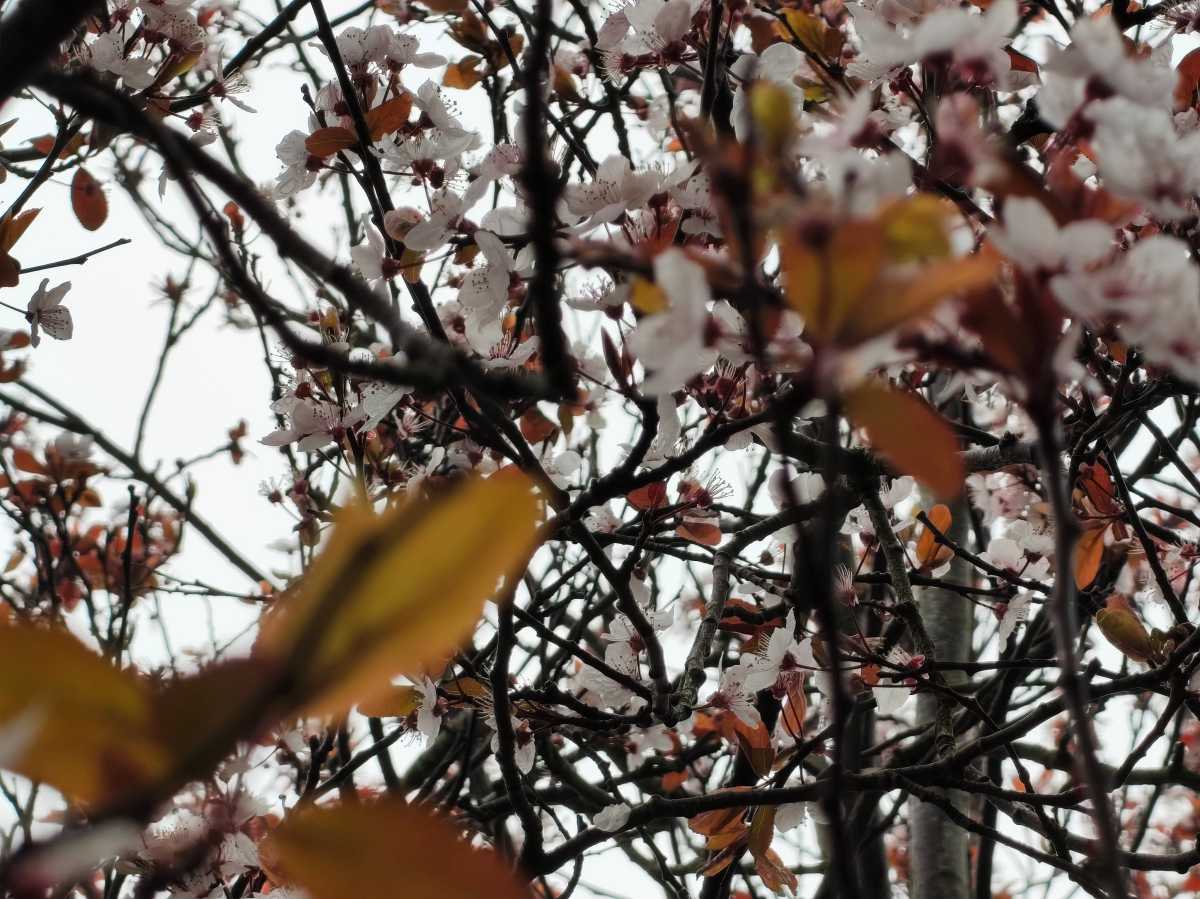 Nothing Phone 4a camera sample blossom 7x zoom