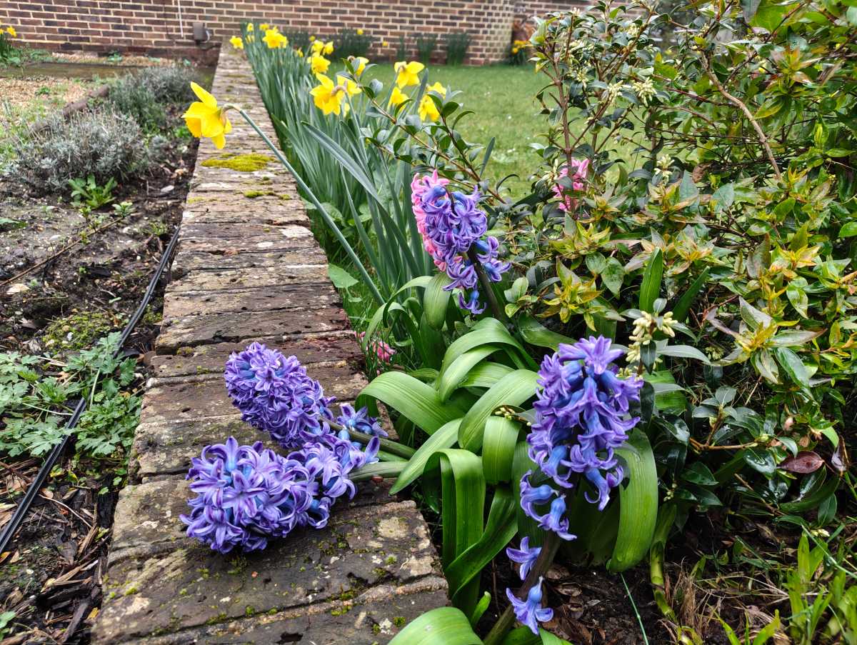 Nothing Phone 4a camera sample flowers