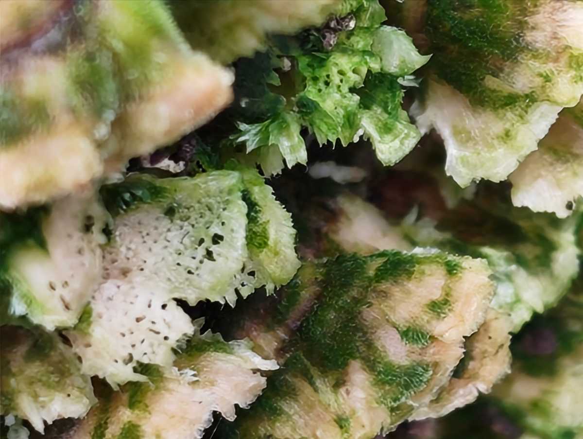 Nothing Phone 4a camera sample mushroom 7x zoom macro