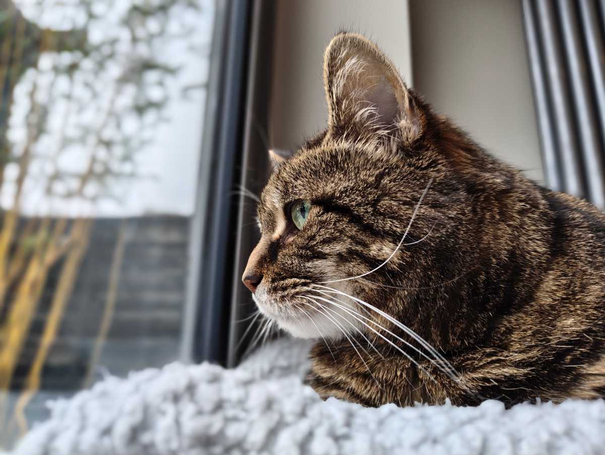 Nothing Phone 4a camera sample Rae Rae