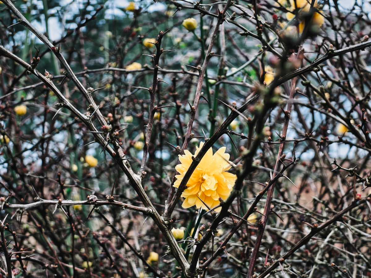 Nothing Phone 4a camera sample yellow flower Amber Preset