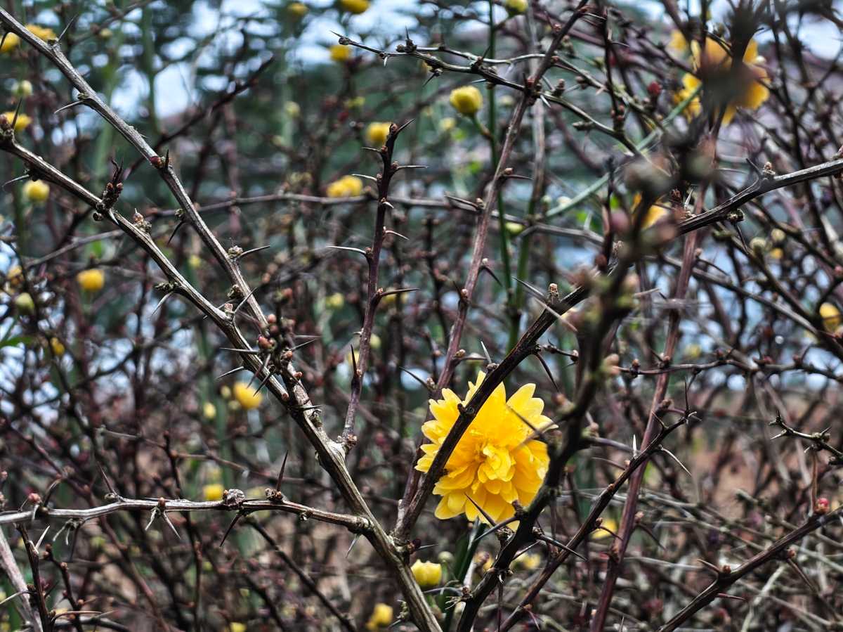 Nothing Phone 4a camera sample yellow flower no Preset