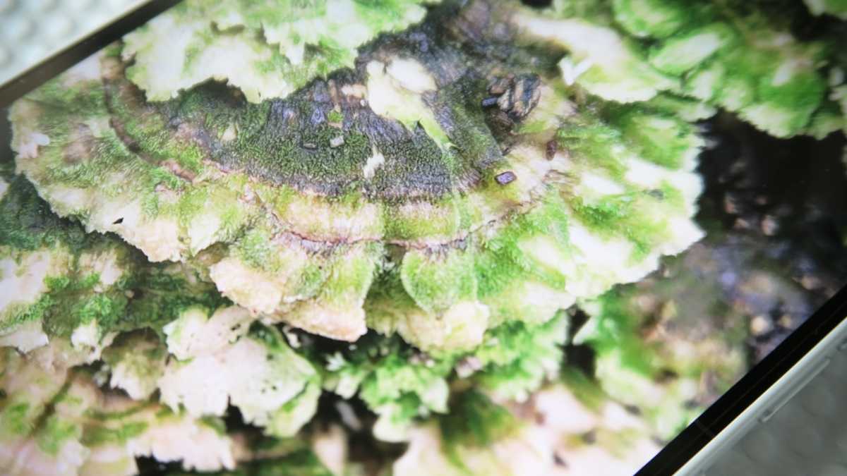 Nothing Phone 4a REVIEW display