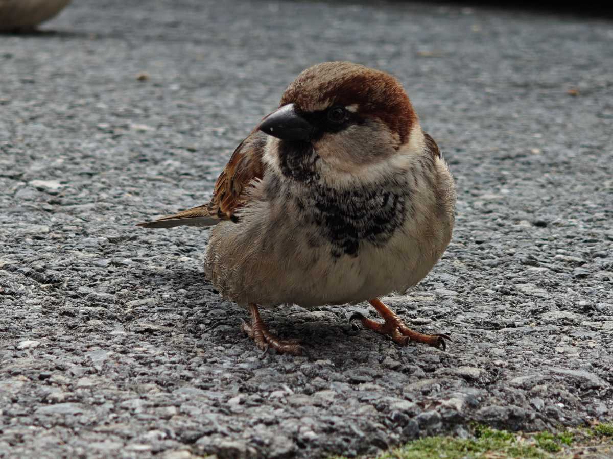 Oppo Find N6 Test Photo 7