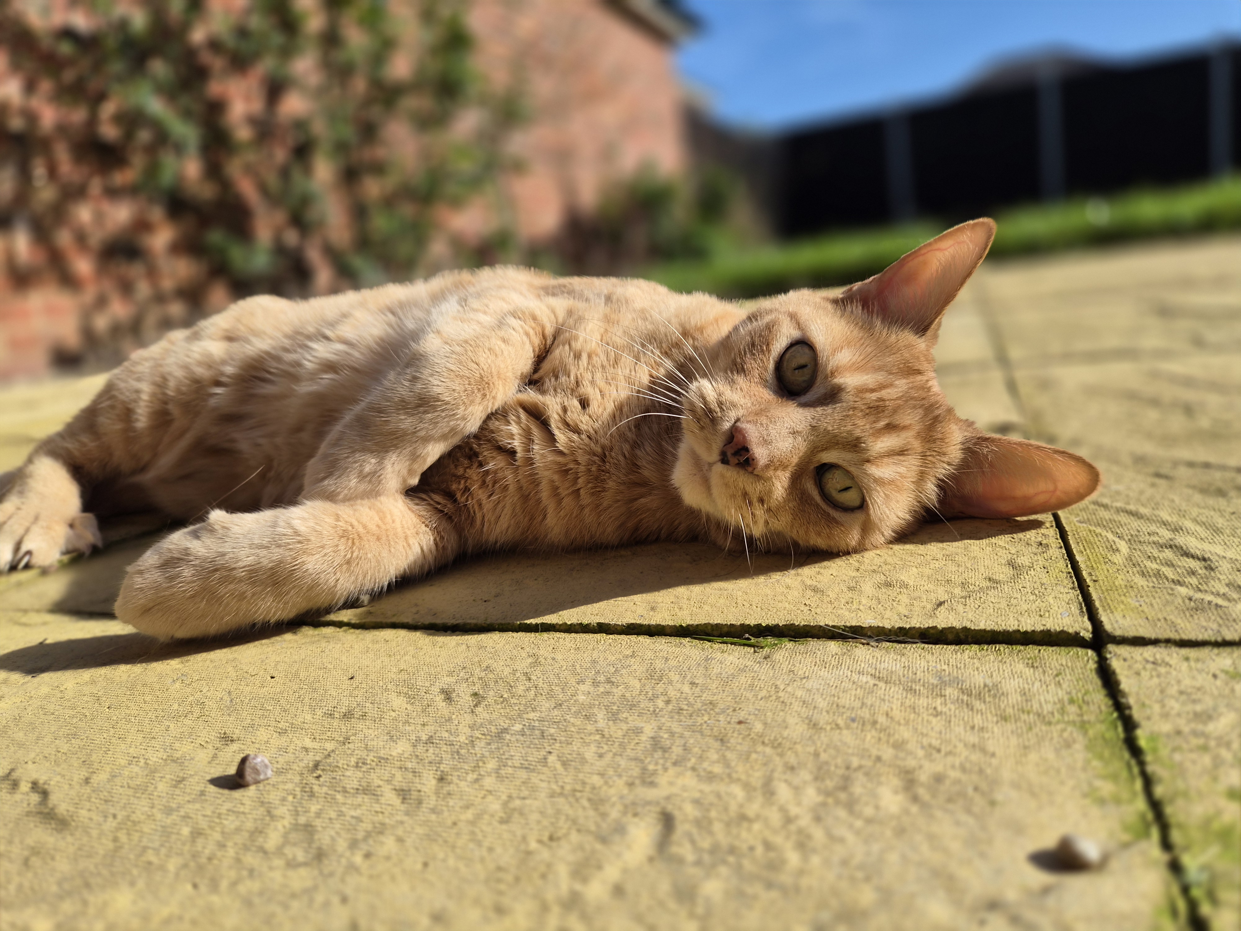 Samsung Galaxy S26 Cat Portrait Mode