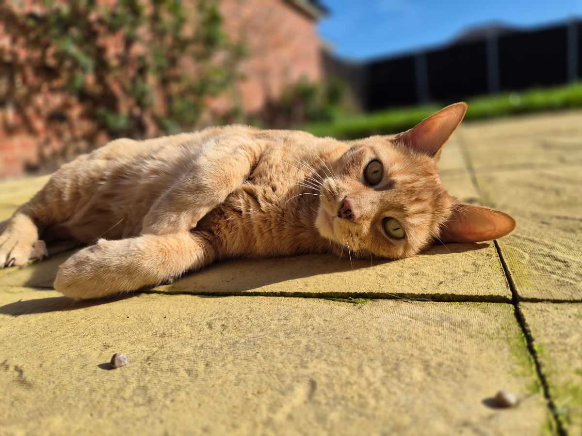 Samsung Galaxy S26 Cat Portrait Mode