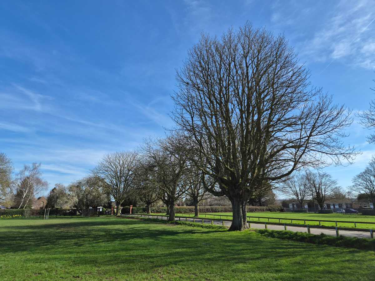 Samsung Galaxy S26 Tree 12MP