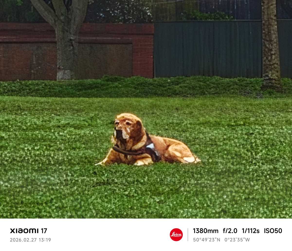 Xiaomi 17 camera sample dog zoom 60x